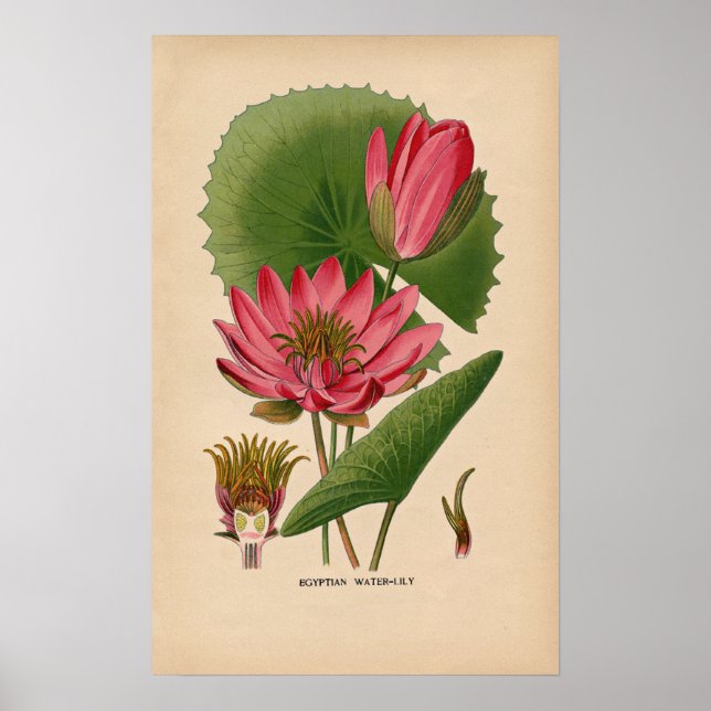 Ägyptische Pink-Wasserlilie | Vintage botanische S Poster (Vorne)