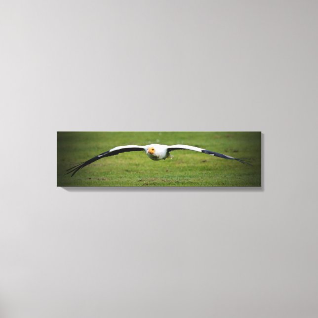 Ägyptische Vulture Closeup Panorama Canvas Print Leinwanddruck (Vorderseite)