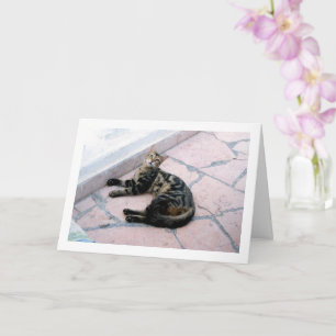 Ägyptische Wildkatze Karte