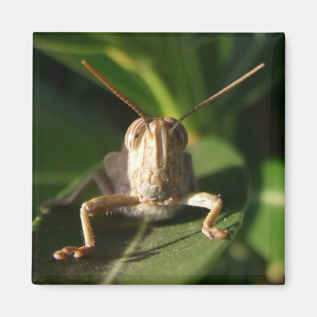 Ägyptischer Grasshopper-Insektenmagnet Magnet (Vorne)
