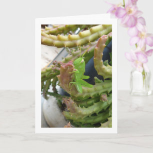 Ägyptischer Grasshopper Nymph auf der Carrion Cact Karte