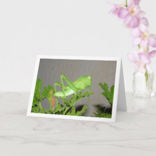 Ägyptischer Grasshopper Nymph auf der Citronella-P Karte