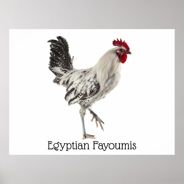 Ägyptisches Fayoumis-Rooster Poster (Vorne)