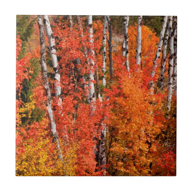 Ahorn (Acer Rubra) und Aspen Fliese (Vorderseite)