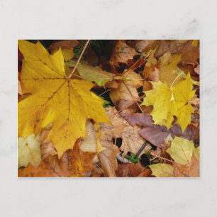 Ahorn-Blätter Gelbe Herbstnatur Postkarte