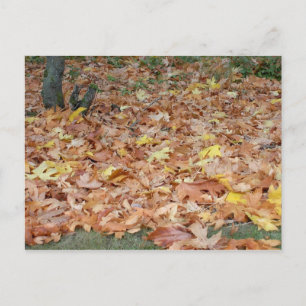 Ahorn-Blätter im Herbst Postkarte