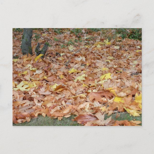 Ahorn-Blätter im Herbst Postkarte (Vorderseite)