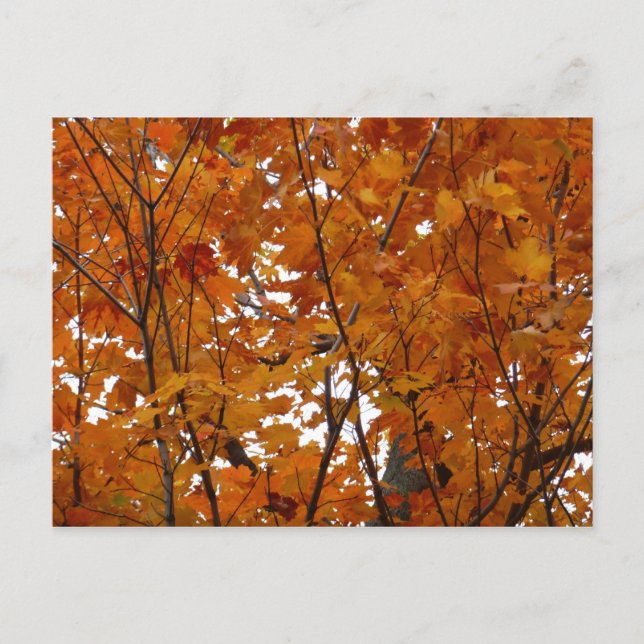 Ahorn-Blätter in den Herbstzweigen Postkarte (Vorderseite)