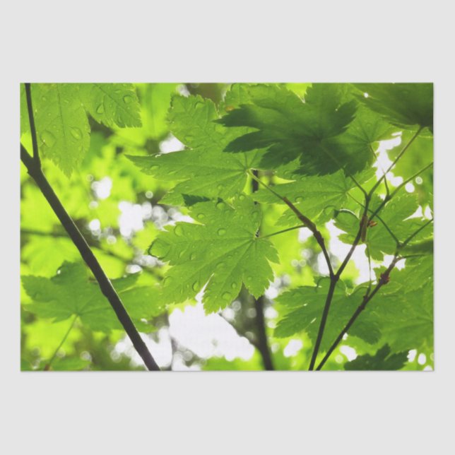 Ahorn-Blätter mit Regentropfen Seidenpapier (Vorderseite)