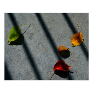 Ahorn-Blätter Poster