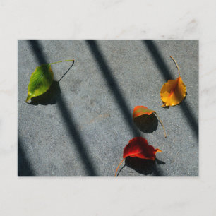 Ahorn-Blätter Postkarte