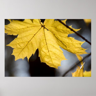 Ahorn, Fall Poster