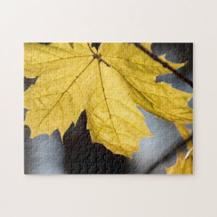 Ahorn, Fall Puzzle