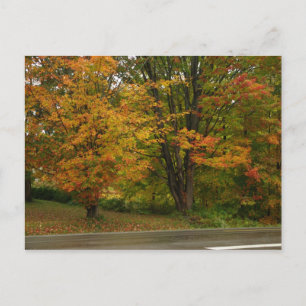 Ahorn fallen postkarte