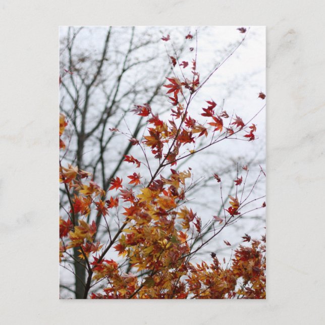 Ahorn II Postkarte (Vorderseite)