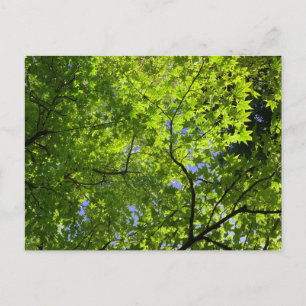 Ahorn im Frühling Postkarte