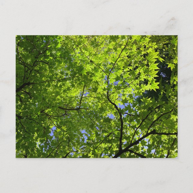 Ahorn im Frühling Postkarte (Vorderseite)