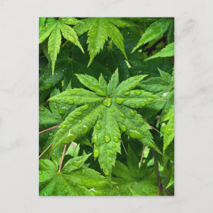 Ahorn im Frühling Postkarte