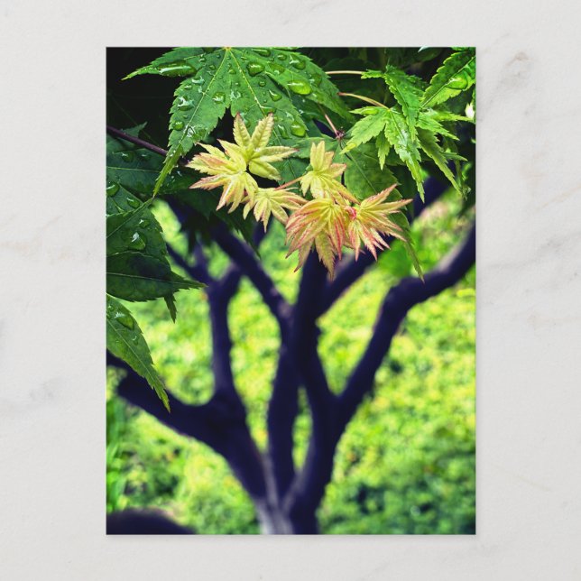 Ahorn im Frühling Postkarte (Vorderseite)