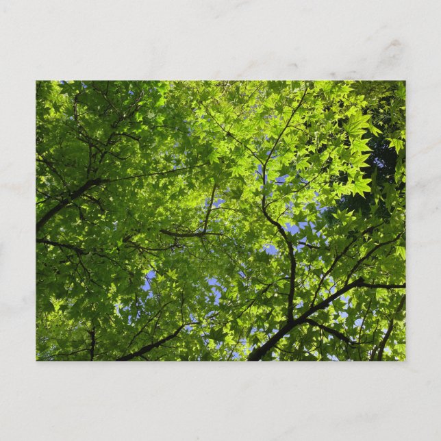 Ahorn im Sommer Postkarte (Vorderseite)