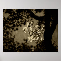 Ahorn in Sepia