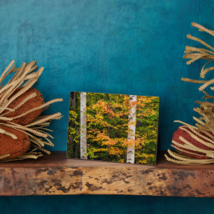 Ahorn und Weiße Birne   Weiße Berge, NH Fotoplatte