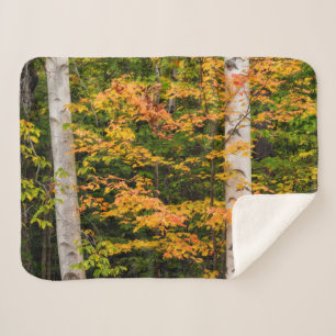 Ahorn und Weiße Birne   Weiße Berge, NH Sherpadecke