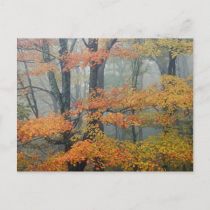 Ahornbaum, Acer rubrum, nebeliges Portrait Postkarte