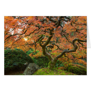 Ahornbaum im japanischen Garten im Herbst