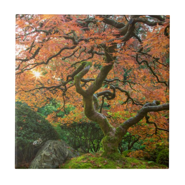 Ahornbaum im japanischen Garten im Herbst Fliese (Vorderseite)