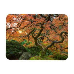 Ahornbaum im japanischen Garten im Herbst Magnet