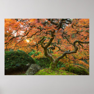 Ahornbaum im japanischen Garten im Herbst Poster