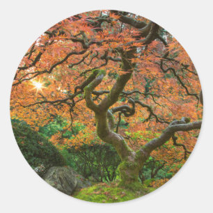 Ahornbaum im Japanischen Garten im Herbst Runder Aufkleber