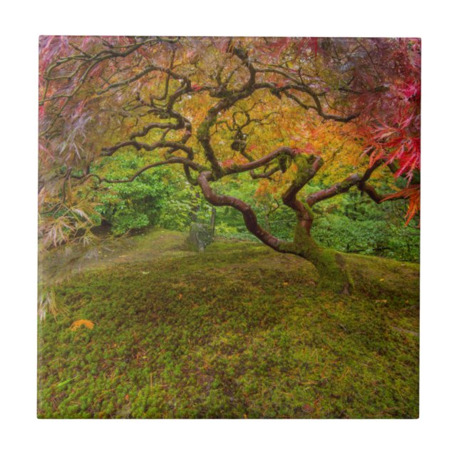 Ahornbaum in Herbstfarbe Fliese (Vorderseite)