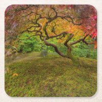 Ahornbaum in Herbstfarbe