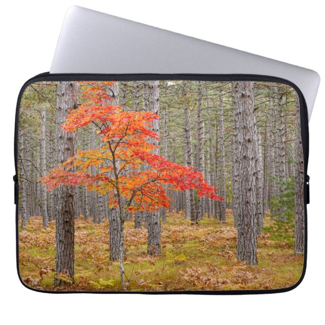 Ahornbaum mit Herbstfarben Laptopschutzhülle (Vorderseite)