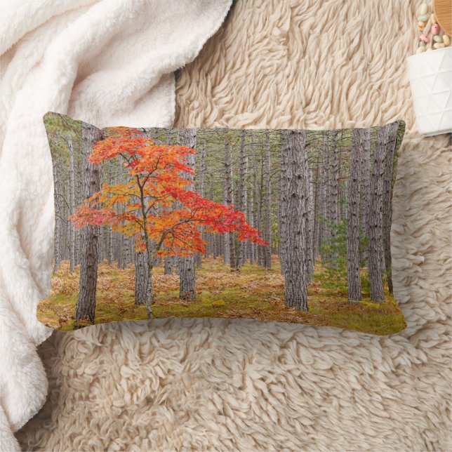 Ahornbaum mit Herbstfarben Lendenkissen (Decke)