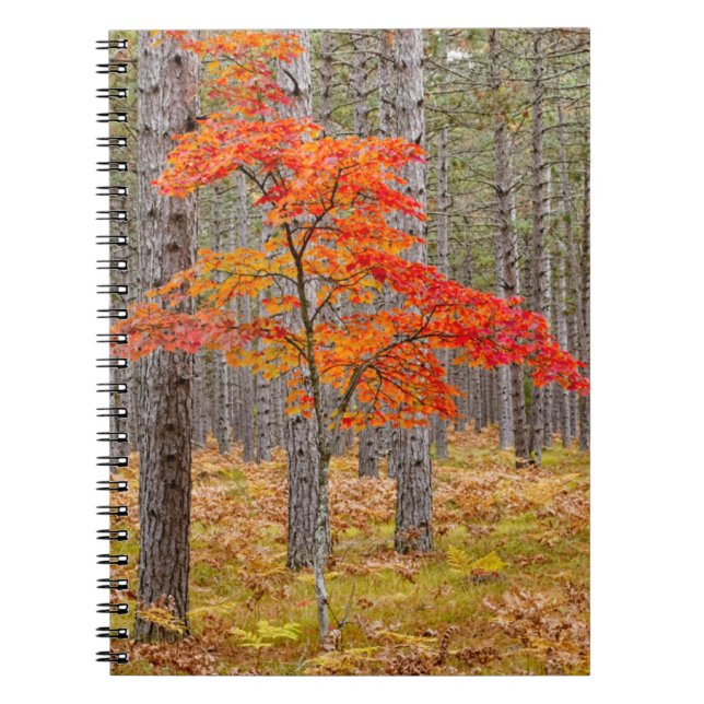 Ahornbaum mit Herbstfarben Notizblock (Vorderseite)