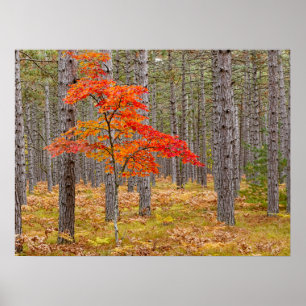 Ahornbaum mit Herbstfarben Poster