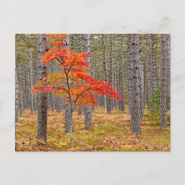 Ahornbaum mit Herbstfarben Postkarte (Vorderseite)