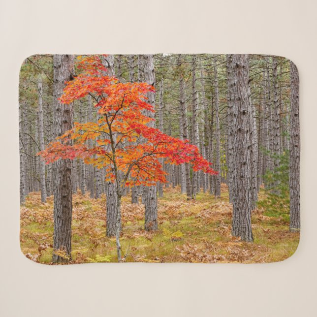 Ahornbaum mit Herbstfarben Sherpadecke (Vorderseite (Horizontal))
