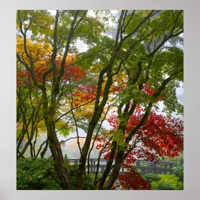 Ahornbäume Herbstfarben im japanischen Gartenposte Poster (Vorne)