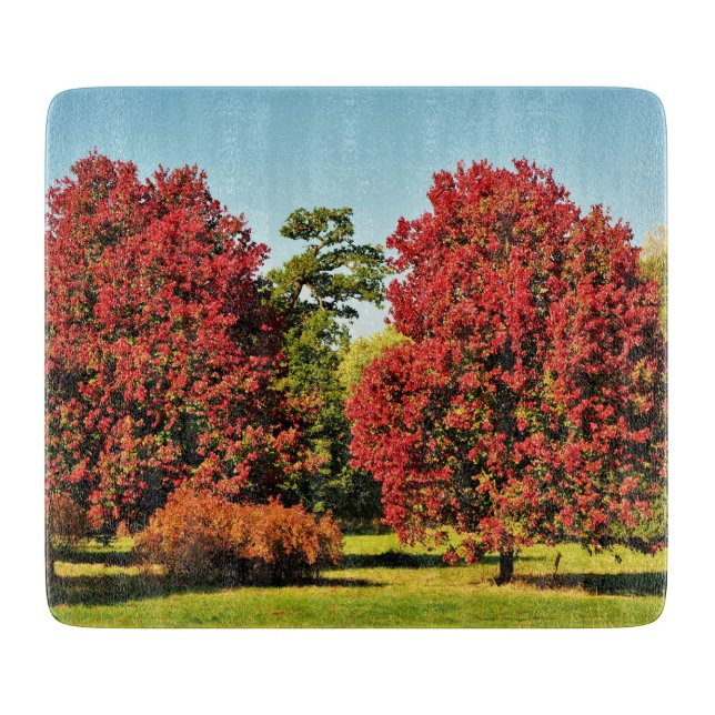 Ahornbäume im Herbst - Glasbrett Schneidebrett (Vorderseite)