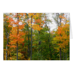 Ahornbäume im Herbst - Naturfotografie