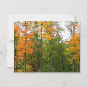 Ahornbäume im Herbst - Naturfotografie