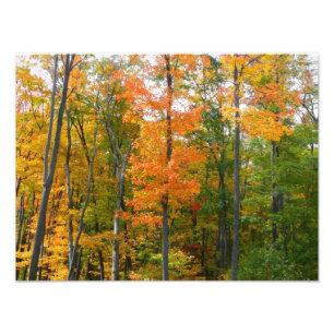 Ahornbäume im Herbst - Naturfotografie Fotodruck