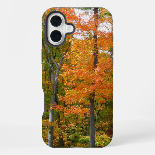 Ahornbäume im Herbst - Naturfotografie iPhone 16 Plus Hülle