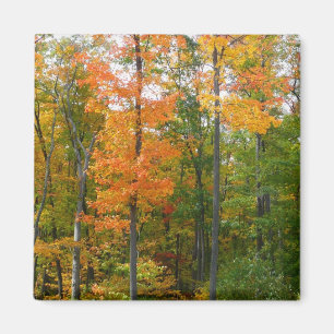 Ahornbäume im Herbst - Naturfotografie Magnet