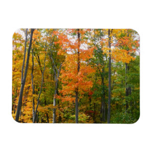 Ahornbäume im Herbst - Naturfotografie Magnet