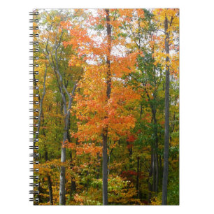 Ahornbäume im Herbst - Naturfotografie Notizblock